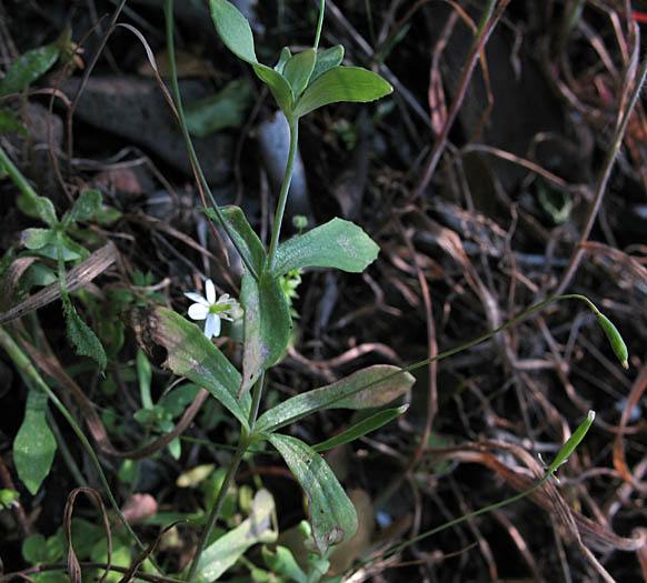 Detailed Picture 3 of Meconella denticulata