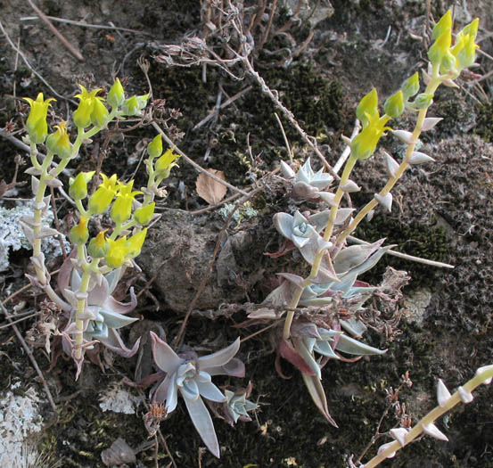 Detailed Picture 3 of Dudleya verityi