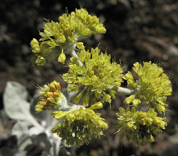 Detailed Picture 2 of Eriogonum crocatum