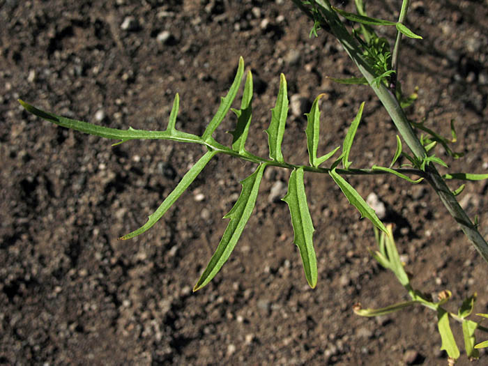 Detailed Picture 5 of Sisymbrium altissimum