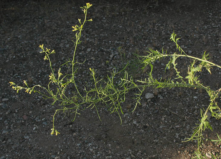 Detailed Picture 3 of Sisymbrium altissimum