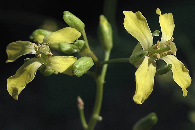 Detailed Picture 1 of Sisymbrium altissimum