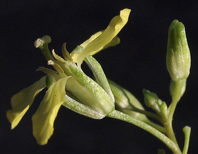 Detailed Picture 2 of Sisymbrium altissimum