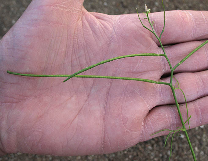 Detailed Picture 7 of Sisymbrium altissimum