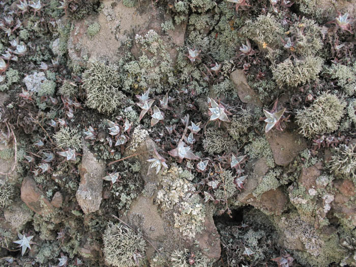 Detailed Picture 4 of Dudleya verityi