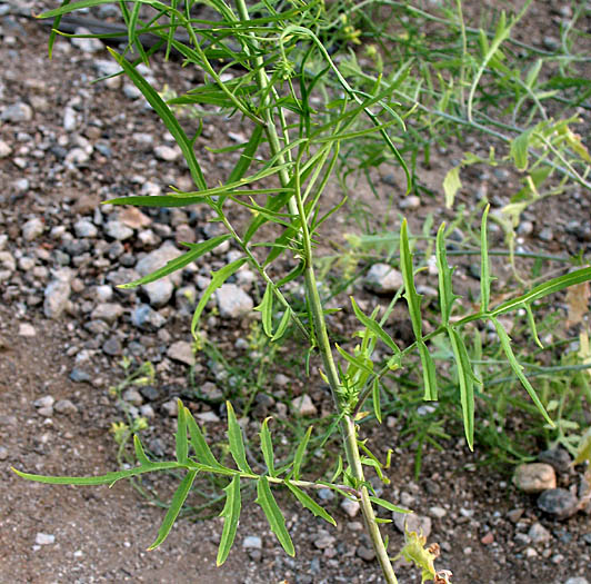 Detailed Picture 4 of Sisymbrium altissimum