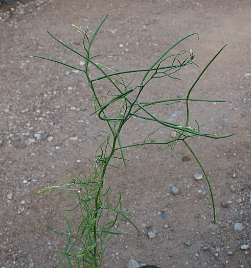 Detailed Picture 6 of Sisymbrium altissimum