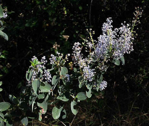 Detailed Picture 4 of Ceanothus leucodermis