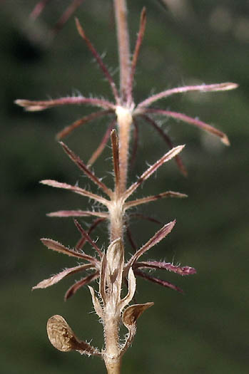 Detailed Picture 9 of Leptosiphon ciliatus