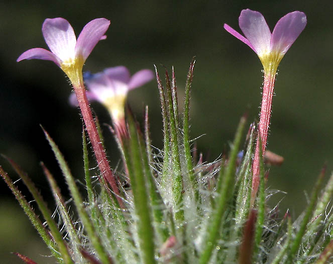 Detailed Picture 4 of Leptosiphon ciliatus