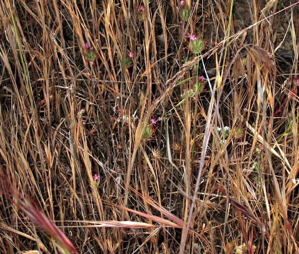 Detailed Picture 8 of Leptosiphon ciliatus