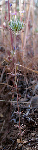 Detailed Picture 5 of Leptosiphon ciliatus