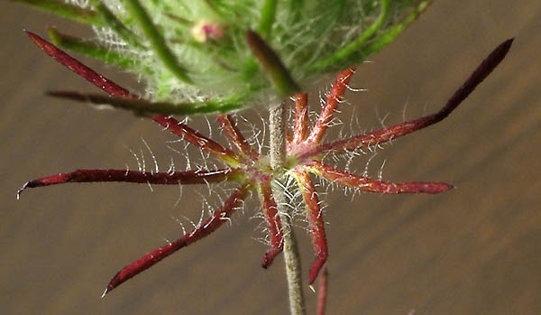 Detailed Picture 7 of Leptosiphon ciliatus