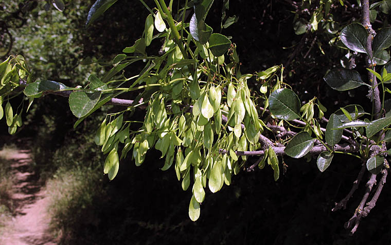 Detailed Picture 8 of Fraxinus dipetala