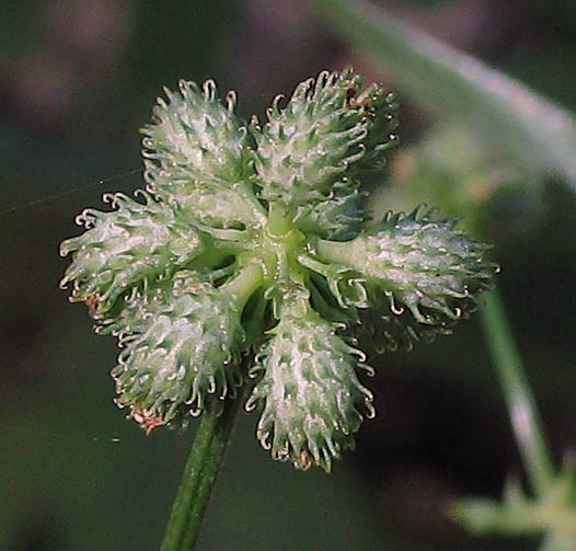 Detailed Picture 7 of Sanicula crassicaulis