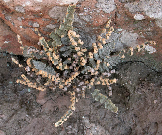 Detailed Picture 4 of Myriopteris newberryi