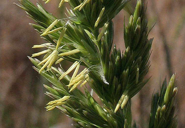 Detailed Picture 1 of Elymus condensatus