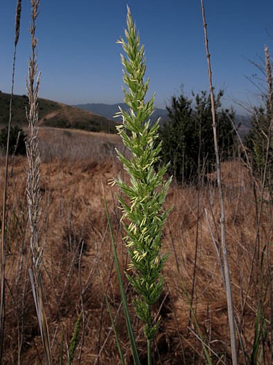 Detailed Picture 3 of Elymus condensatus