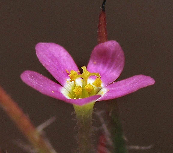 Detailed Picture 3 of Leptosiphon ciliatus