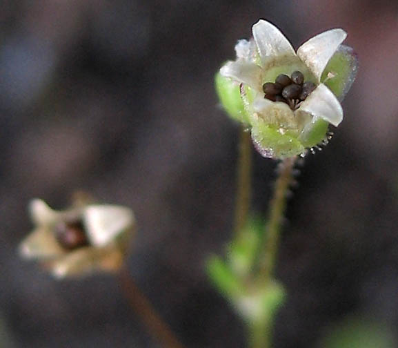 Detailed Picture 5 of Sagina decumbens ssp. occidentalis