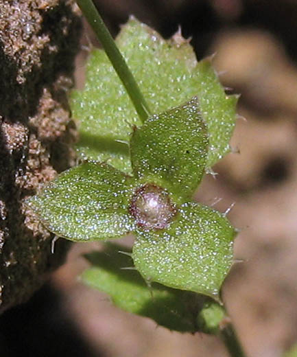 Detailed Picture 1 of Heterocodon rariflorum