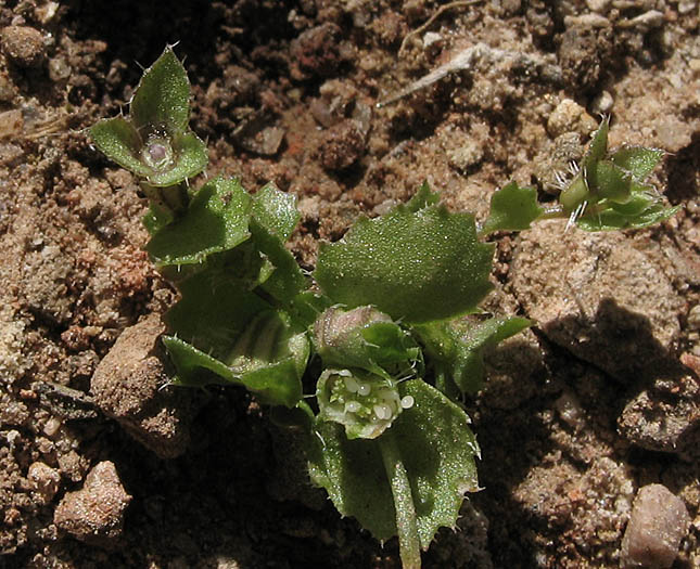 Detailed Picture 4 of Heterocodon rariflorum