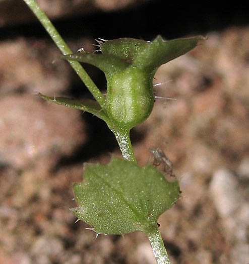 Detailed Picture 2 of Heterocodon rariflorum