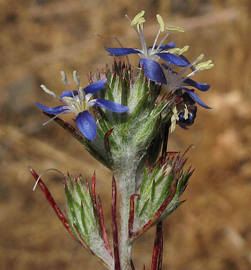 Detailed Picture 5 of Eriastrum sapphirinum