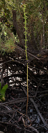 Detailed Picture 4 of Piperia unalascensis