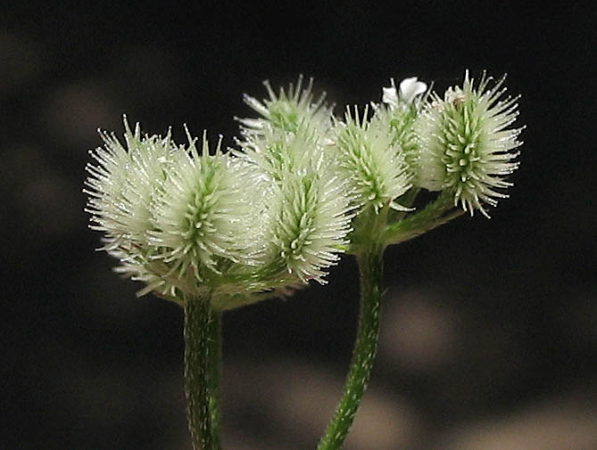 Detailed Picture 7 of Torilis arvensis