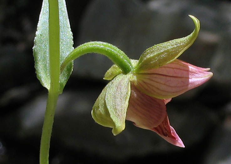 Detailed Picture 3 of Epipactis gigantea