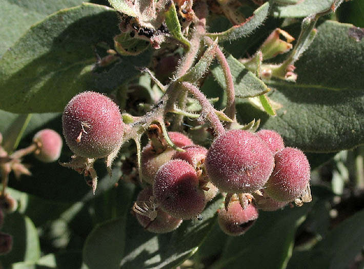 Detailed Picture 5 of Arctostaphylos glandulosa