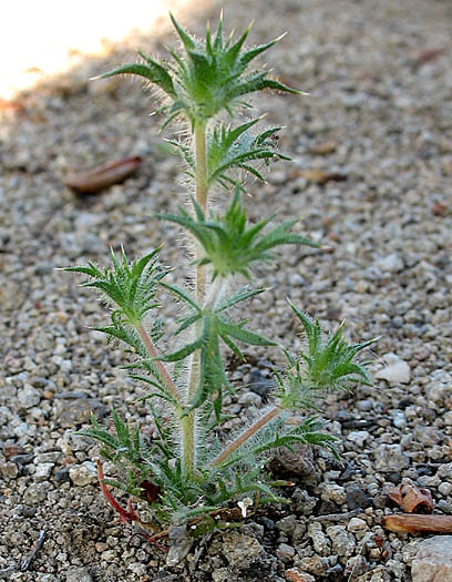 Detailed Picture 6 of Navarretia mellita