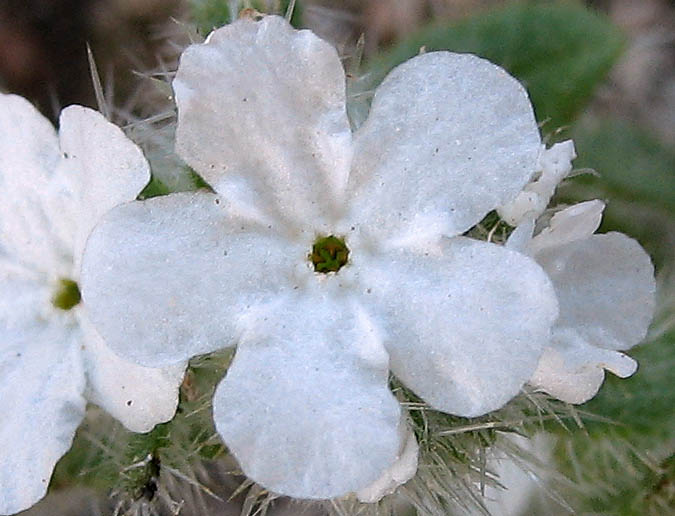 Detailed Picture 1 of Cryptantha clevelandii var. clevelandii