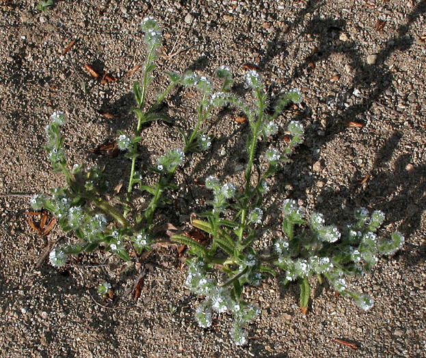 Detailed Picture 4 of Cryptantha clevelandii var. clevelandii