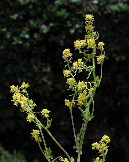 Detailed Picture 3 of Rorippa curvisiliqua