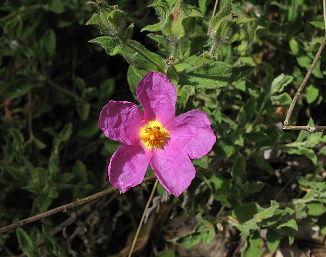 Detailed Picture 4 of Cistus incanus