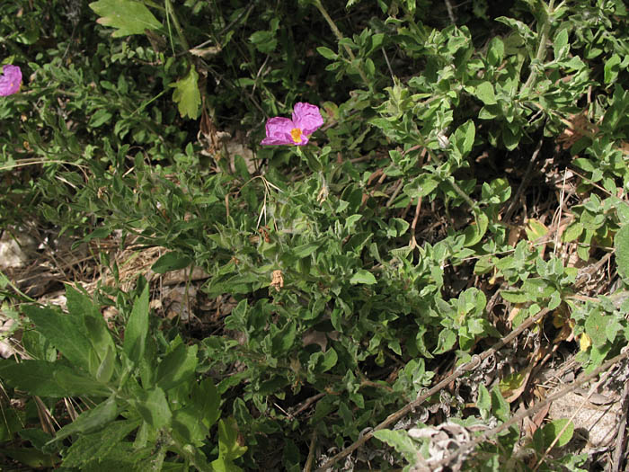 Detailed Picture 5 of Cistus incanus