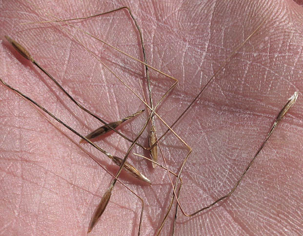 Detailed Picture 3 of Stipa pulchra