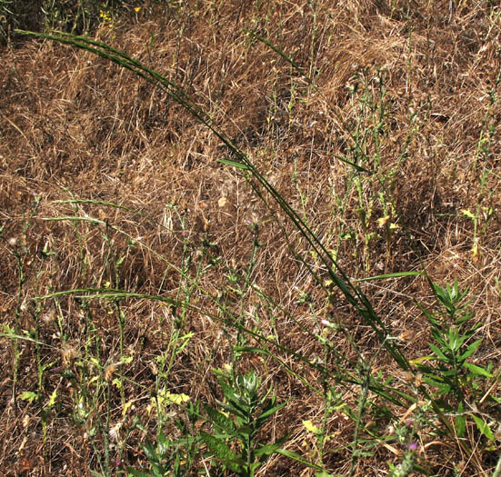 Detailed Picture 3 of Elymus glaucus ssp. glaucus