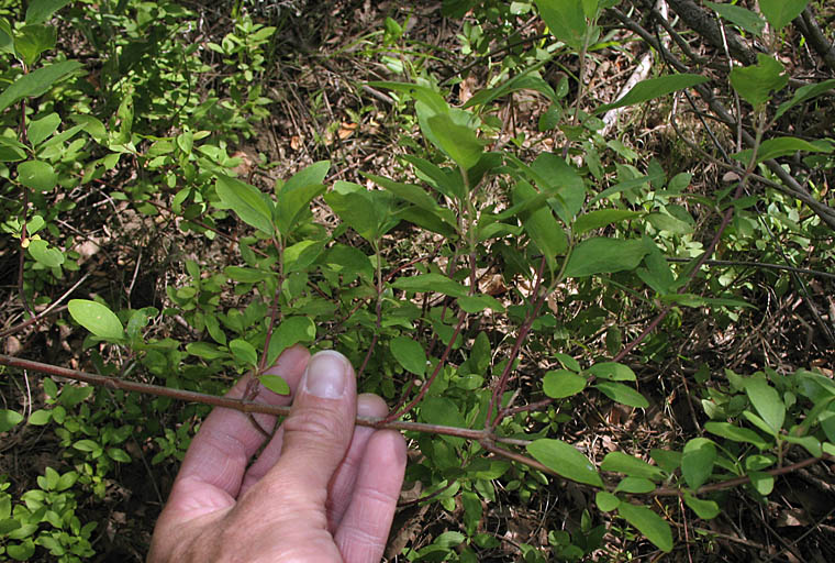 Detailed Picture 5 of Cornus glabrata