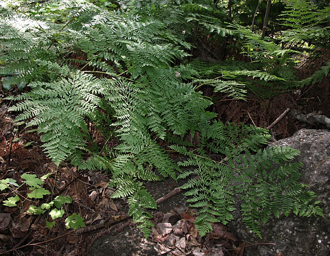 Detailed Picture 4 of Pteridium aquilinum var. pubescens