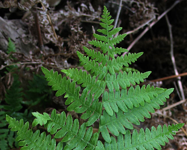 Detailed Picture 1 of Pteridium aquilinum var. pubescens