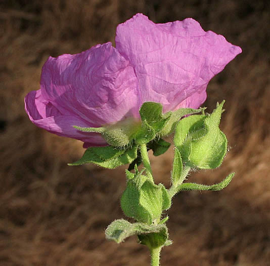 Detailed Picture 3 of Cistus incanus