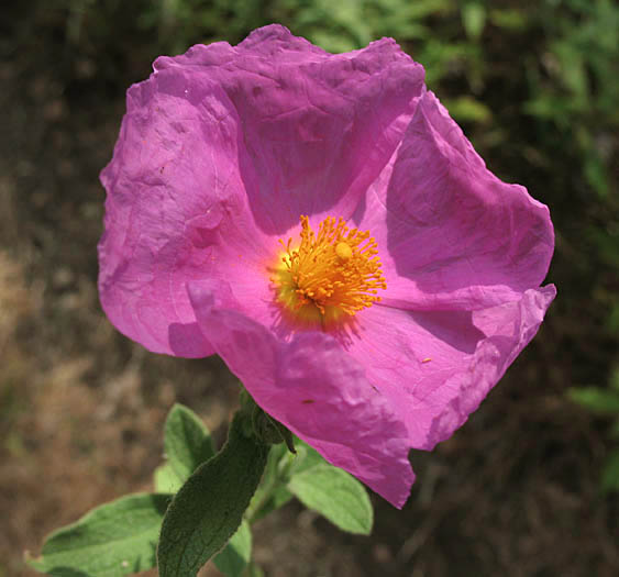 Detailed Picture 1 of Cistus incanus