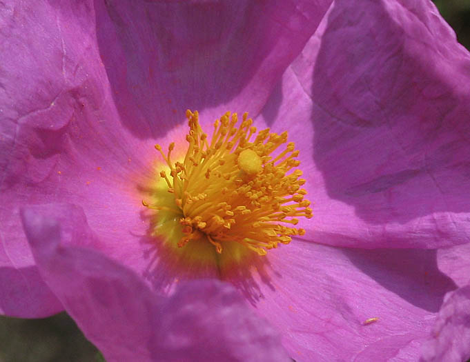 Detailed Picture 2 of Cistus incanus