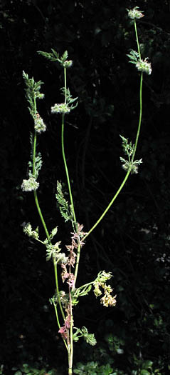 Detailed Picture 3 of Torilis nodosa