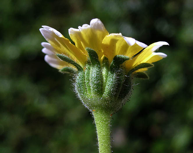 Detailed Picture 2 of Layia platyglossa