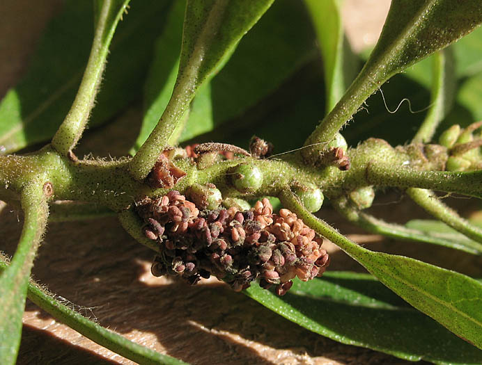 Detailed Picture 2 of Morella californica