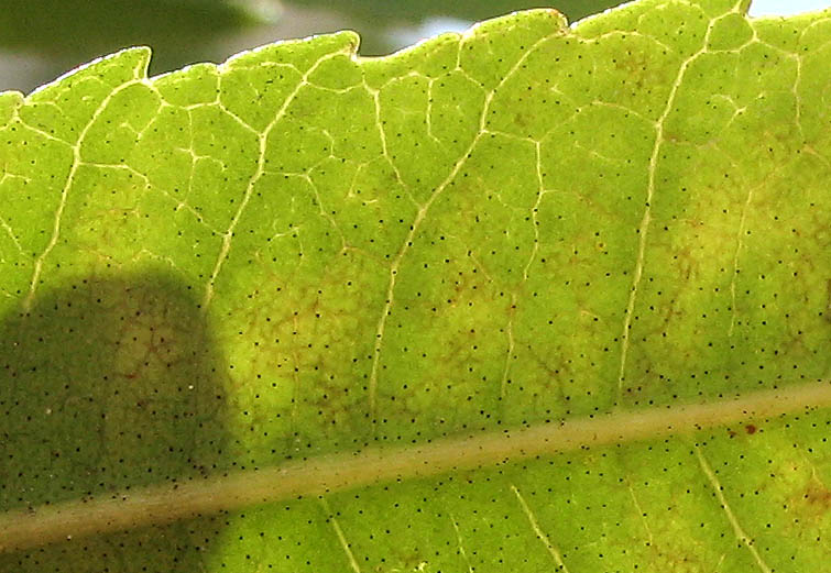 Detailed Picture 7 of Morella californica